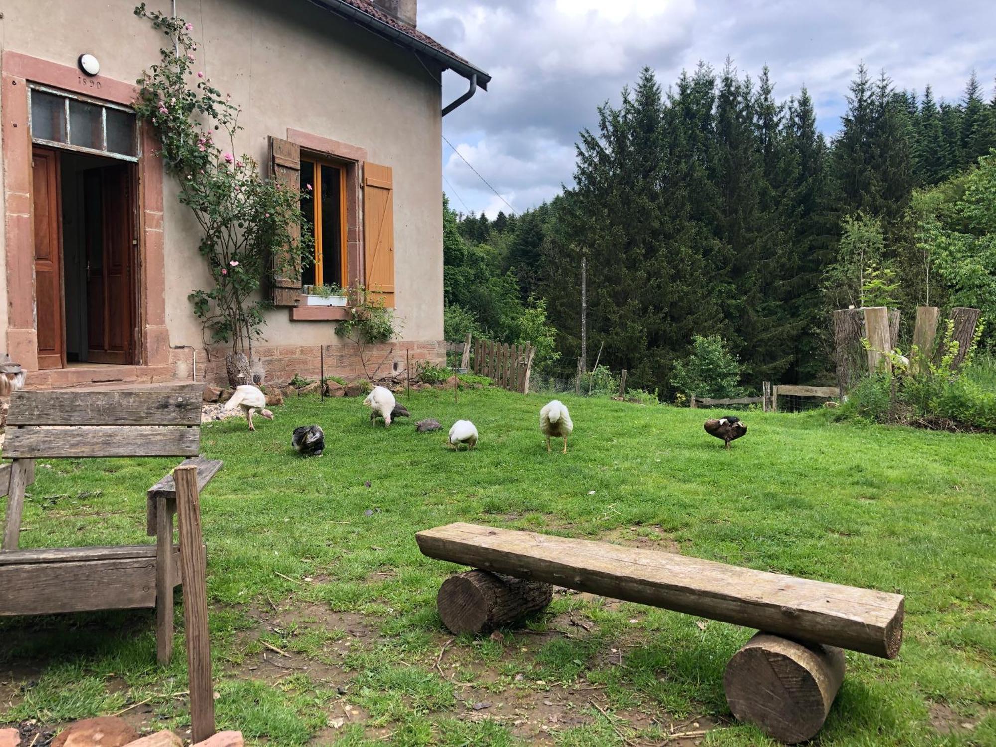 A L'Oree De Soi - Maison Forestiere De La Soie - Eco Gite, Chambres D'Hotes, Camping Au Pied Des Vosges Saint-Sauveur  المظهر الخارجي الصورة