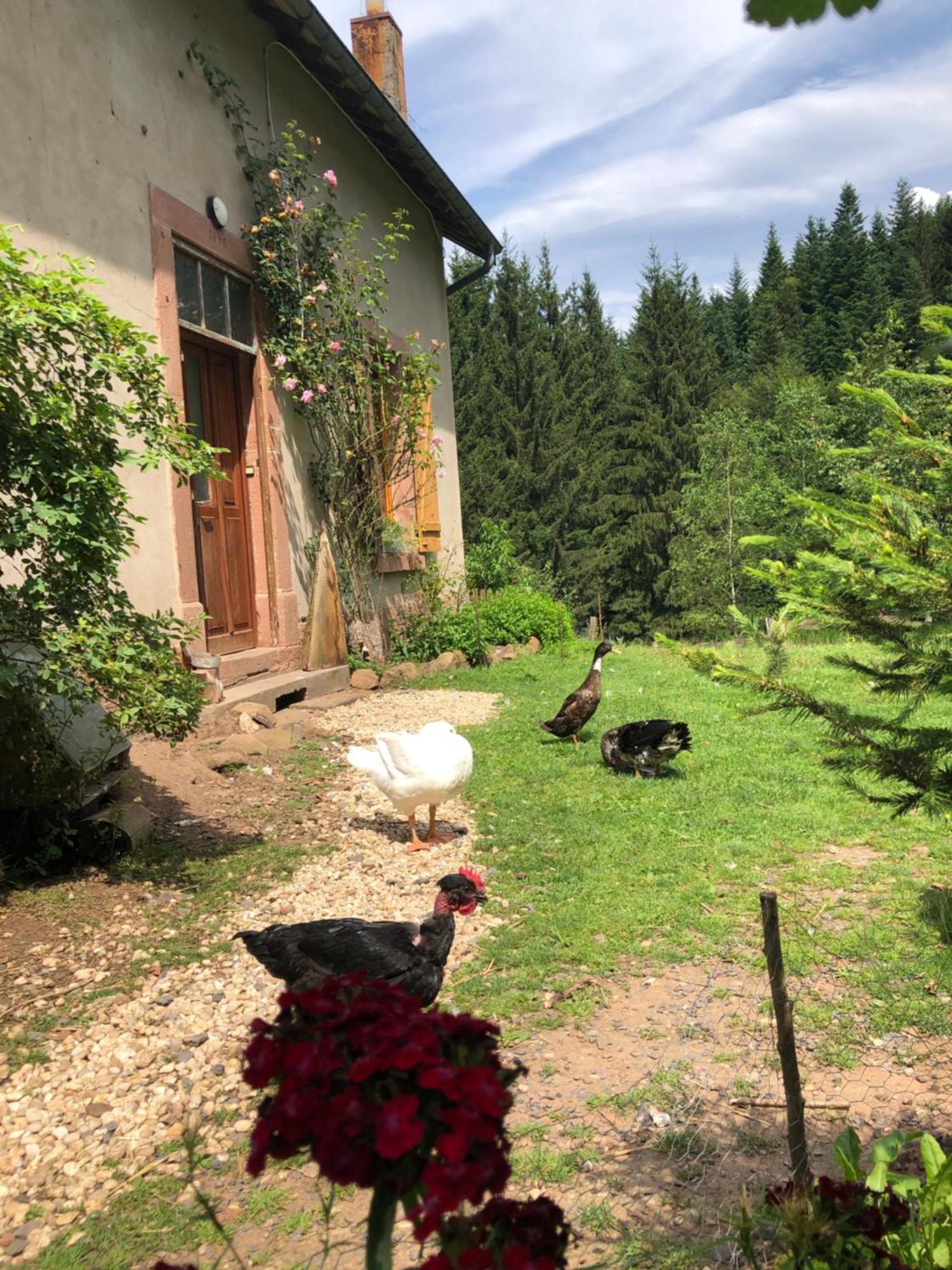 A L'Oree De Soi - Maison Forestiere De La Soie - Eco Gite, Chambres D'Hotes, Camping Au Pied Des Vosges Saint-Sauveur  المظهر الخارجي الصورة